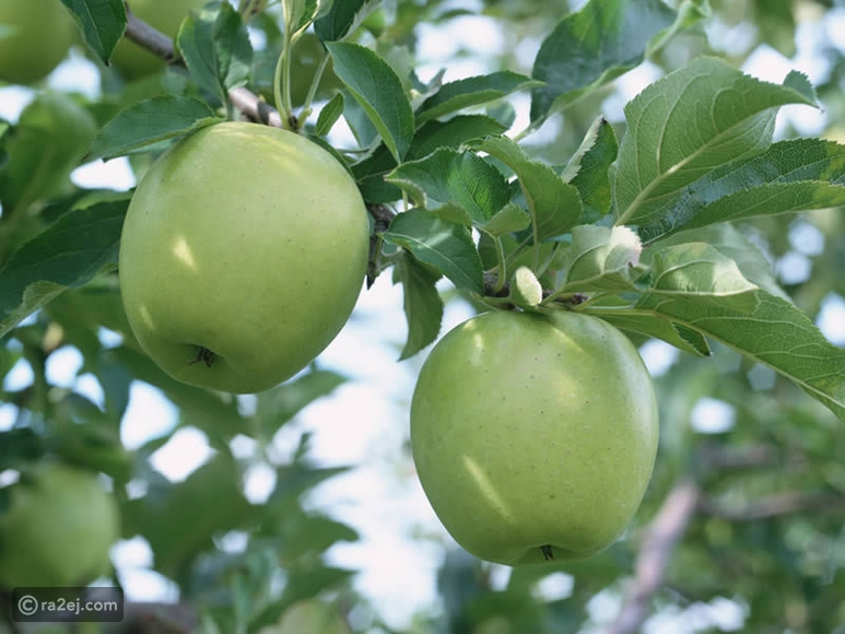 فوائد التفاح الأبيض الجبلي.. فاكهة نادرة ومفيدة للغاية! C128b9cdc0bb9474f09cdfd79d970f8863257268-181216120546.jpg?preset=v3
