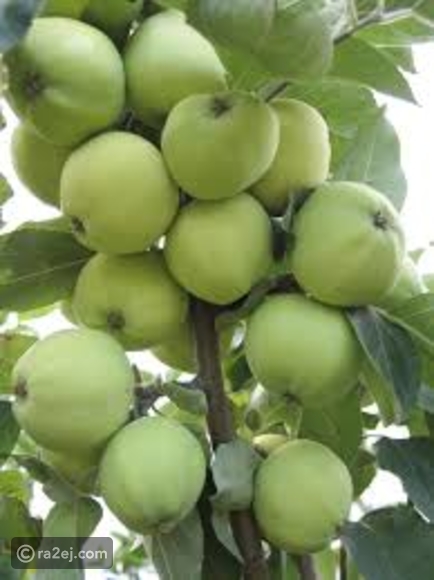 فوائد التفاح الأبيض الجبلي.. فاكهة نادرة ومفيدة للغاية! F2b2cd554eac3684b26210b67d2d06a922e06c24-181216120546.jpg?preset=v3