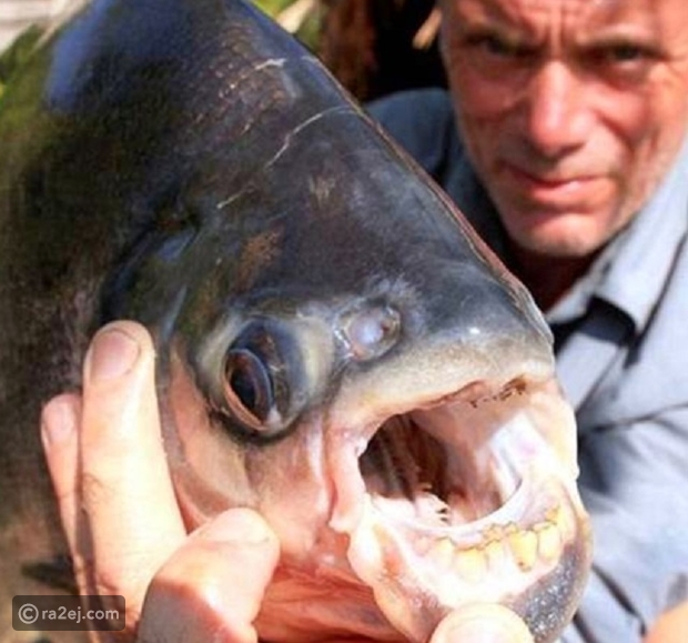 نتيجة بحث الصور عن سمكة تمتلك أسنان