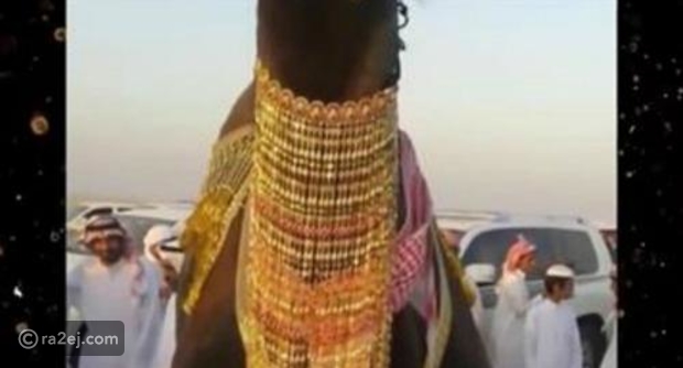 فيديو سعودي يتزوج ناقة ويقدم لها مهراً يقارب الـ 4 كيلو ذهب