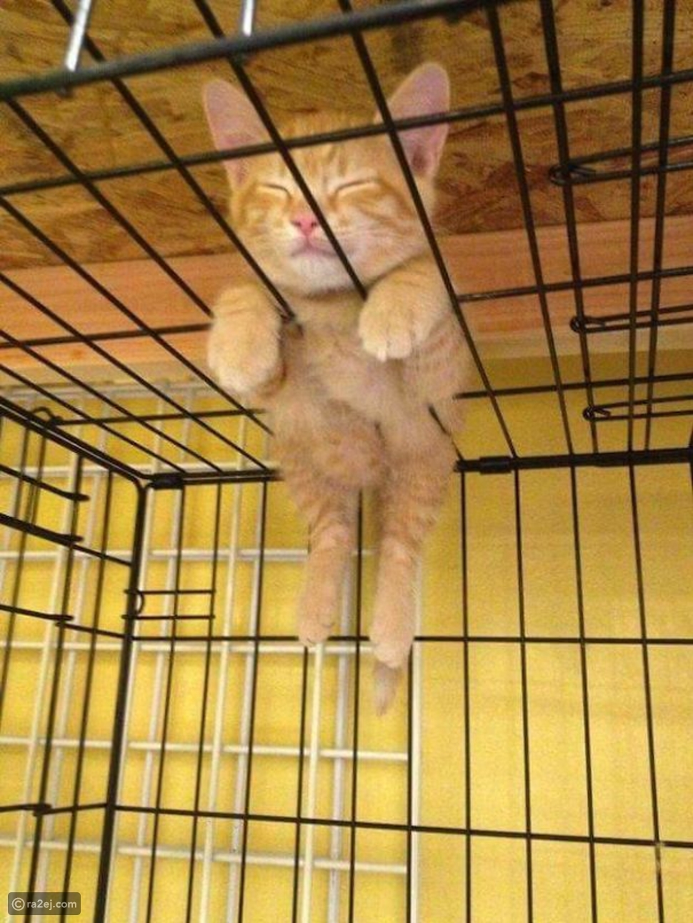 50 صورة تثبت أن القطط ي مكنها النوم في