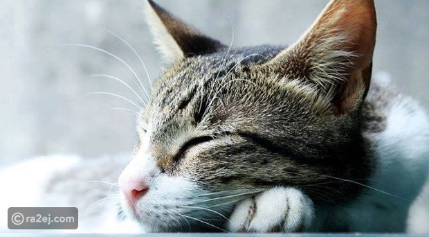 صور تثبت أن "النوم سلطان" عند القطط