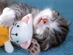 صور تثبت أن "النوم سلطان" عند القطط