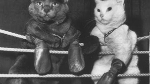 صور: الملاكمة رياضة القطط المفضلة للدفاع عن النفس والتغلب على الآخرين