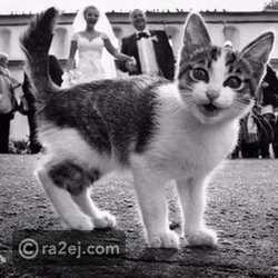 كان من المفترض أن يتم التقاط صورة رومانسية لعروسين.. لكن!