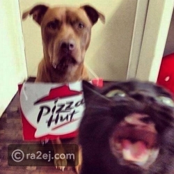 القطة أفسدت صورة الكلب الأليف تماماً