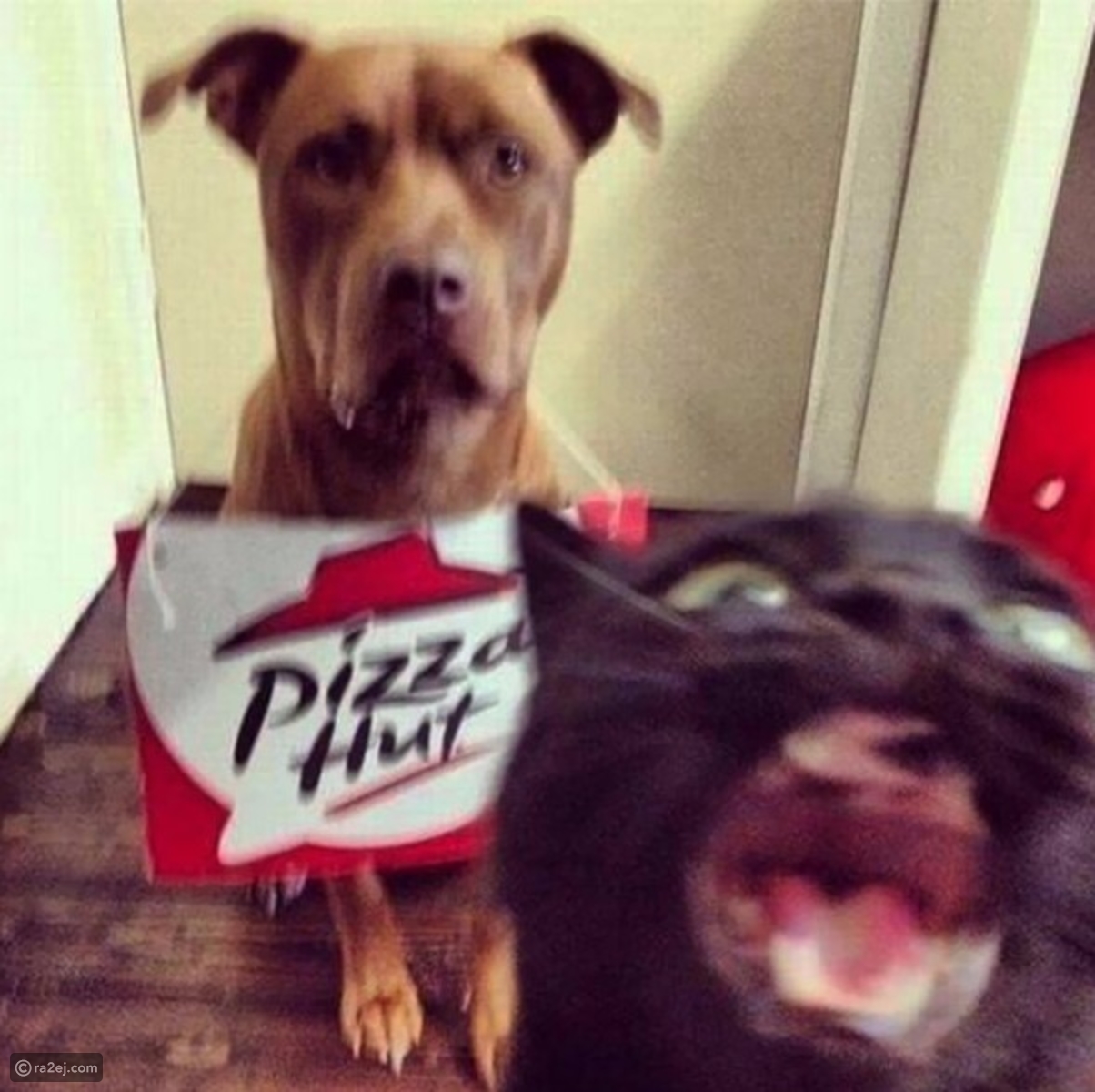 القطة أفسدت صورة الكلب الأليف تماماً