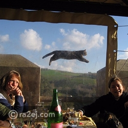 ظهور القطة المفاجئ حول الصورة إلى موقف لا يُنسى