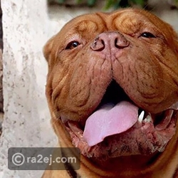 قطة تفسد صورة كلب بظهورها المفاجئ