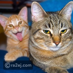 قطة تفسد صورة قطة أخرى بشكل مضحك