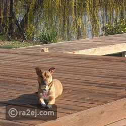 هل يمكنك تحديد مكان القطة في الصورة؟!