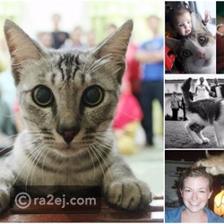 شاهد.. قطط مزعجة أفسدت صوراً رائعة بشكل سيدفعك للضحك