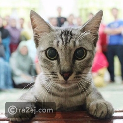 قطة تفسد صورة عائلية بشكل لا يُصدق