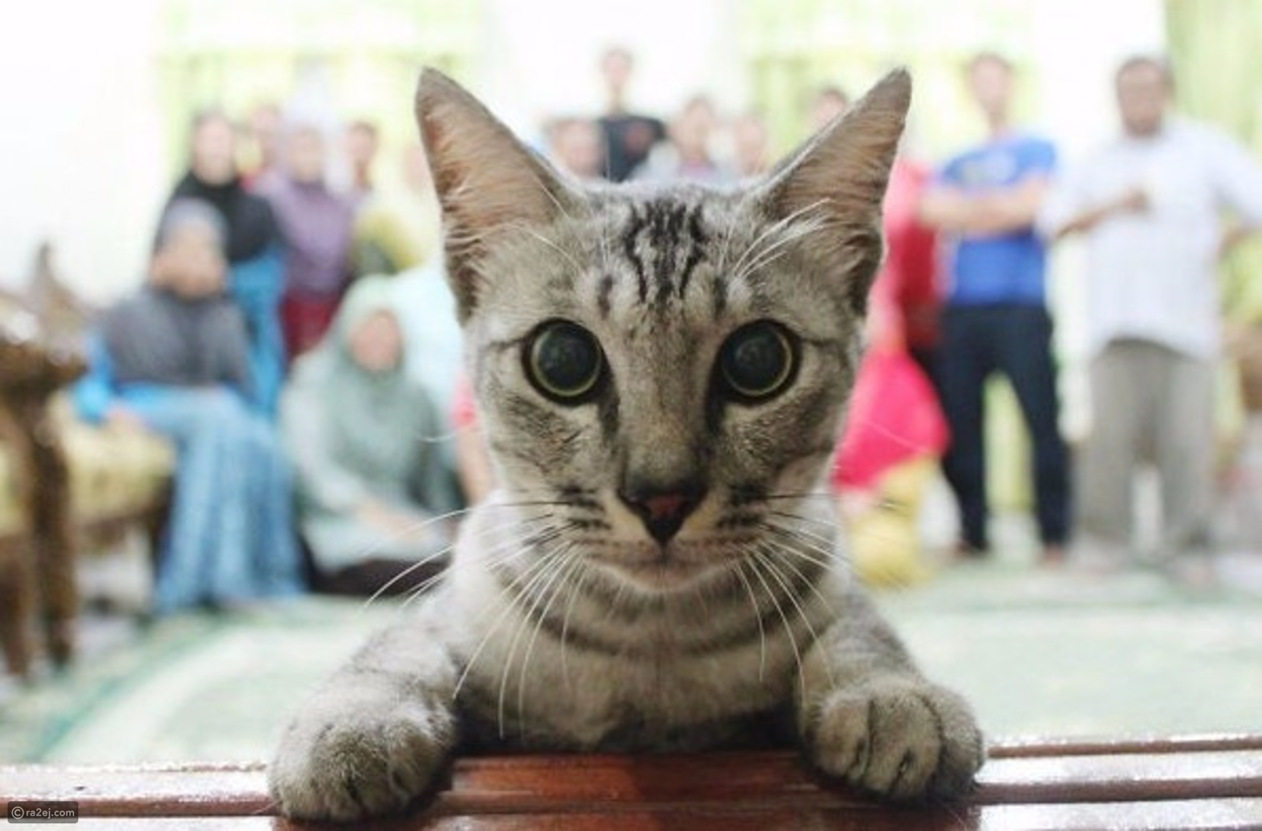 قطة تفسد صورة عائلية بشكل لا يُصدق