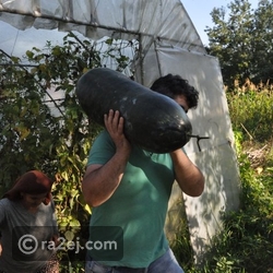 فيديو وصور: وزنها 21 كيلو.. ثمرة خيار عجيبة بحجم خرافي كيف كان طعمها؟