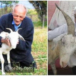 رجل برازيلي عمره 75 تزوج من عنزته اللطيفة
