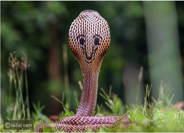 شاهد.. الابتسامة الزائفة لـ"أفعى كوبرا" تثير دهشة رواد مواقع التواصل