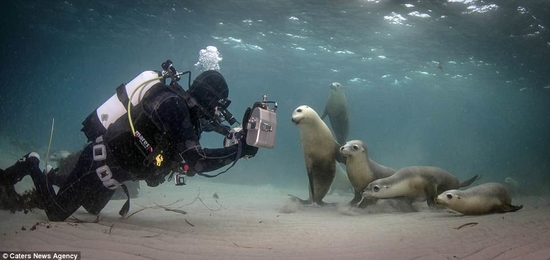 بالصور: كلاب البحر تلعب مع مصور في أعماق المحيط