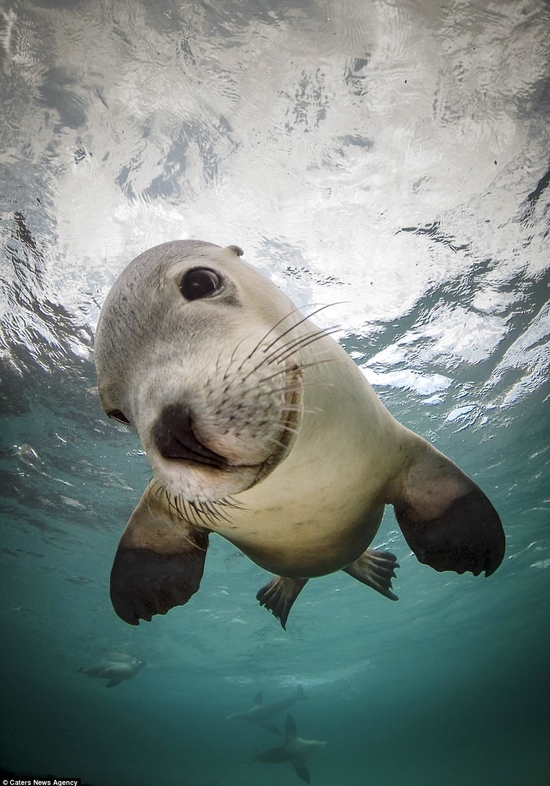 بالصور: كلاب البحر تلعب مع مصور في أعماق المحيط