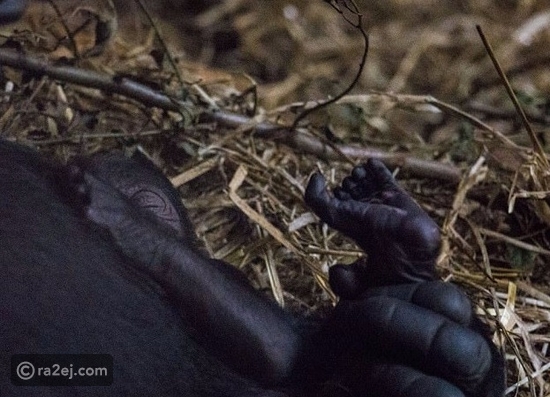 شاهد بالصور.. موقف مؤثر يجمع بين غوريلا وصغيرها حديث الولادة