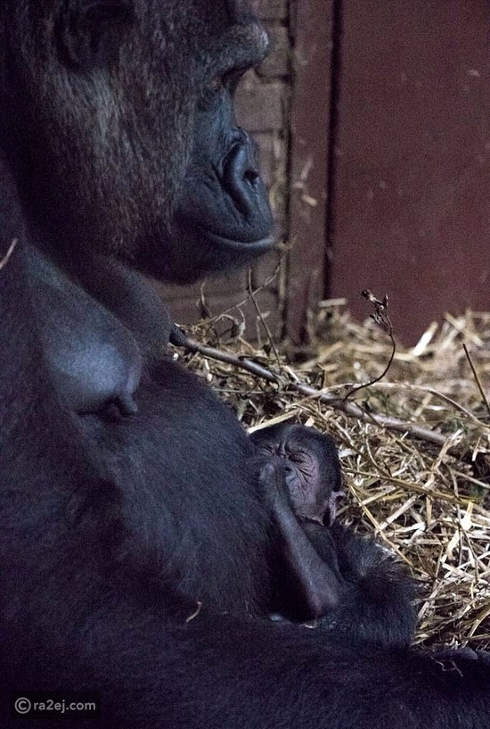 شاهد بالصور.. موقف مؤثر يجمع بين غوريلا وصغيرها حديث الولادة