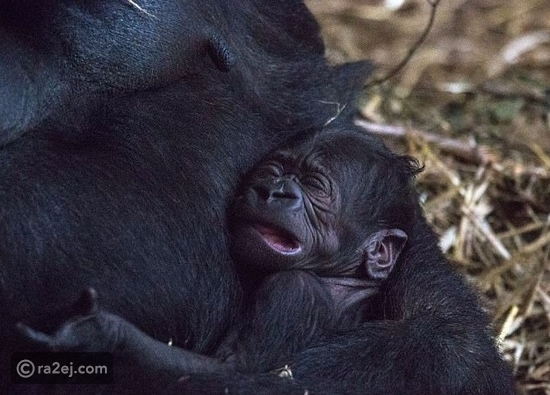 شاهد بالصور.. موقف مؤثر يجمع بين غوريلا وصغيرها حديث الولادة