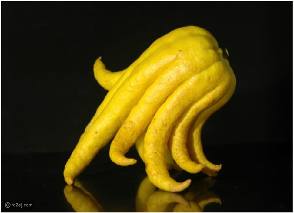 7 فواكه غريبة ونادرة لم تسمع عنها من قبل.. رقم 5 مفاجأة