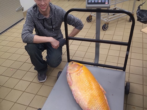 عثور فريد على سمكة ذهبية عملاقة عمرها 100 عام رائج 