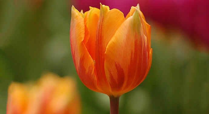 توليب Royal Tulip