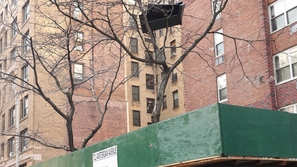 علامة استفهام حول مشهد محير لأريكة تستقر فوق شجرة عالية.. كيف صعدت؟