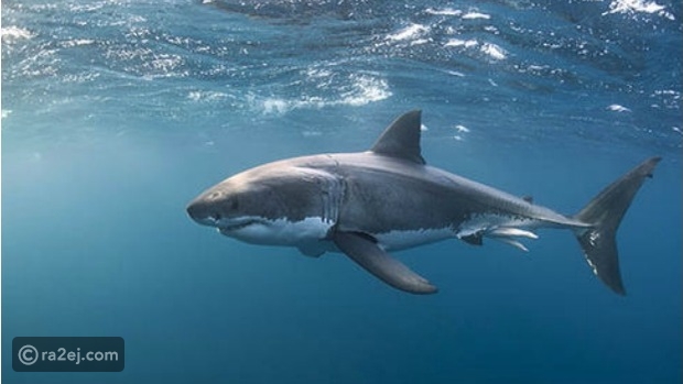 Https Www Ra2ej Com D8 B9 D8 B1 D9 88 D8 B3 D8 Aa D8 A8 D9 87 D8 B1 D8 A7 D9 84 D8 Ac D9 85 D9 8a D8 B9 D8 A8 D8 B1 D9 82 D8 B5 D9 87 D8 A7 D8 A7 D9 84 D9 87 D9