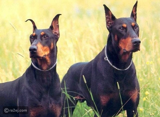 ÙØªÙØ¬Ø© Ø¨Ø­Ø« Ø§ÙØµÙØ± Ø¹Ù ÙÙØ§Ø¨