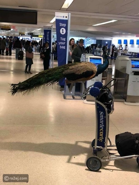 سيدة حاولت اصطحاب 