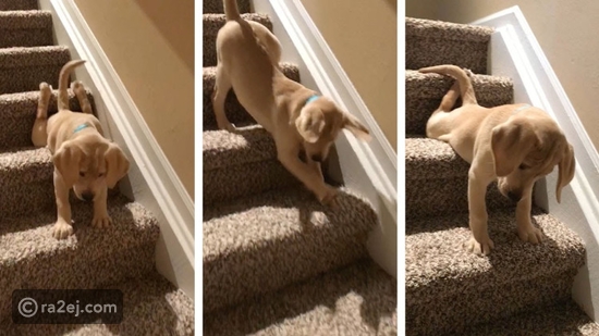 فيديو كلب شجاع يقاوم إصابته بالفوبيا ويتمكن من هبوط السلالم