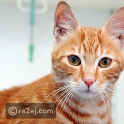 رد فعل قطة رأت صغارها لأول مرة بعد ولادتهم